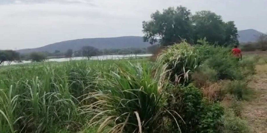  Agricultural Land 10 Bigha for Sale in Madri, Udaipur