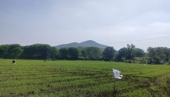  Agricultural Land for Sale in Sisarma, Udaipur