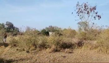  Agricultural Land for Sale in Vallabhnagar, Udaipur