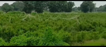  Agricultural Land for Sale in Sheoganj, Sirohi