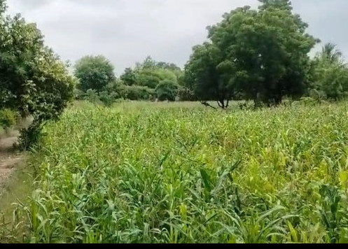  Agricultural Land 1 Bigha for Sale in Balicha, Udaipur