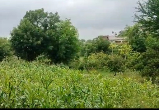  Agricultural Land 1 Bigha for Sale in Balicha, Udaipur