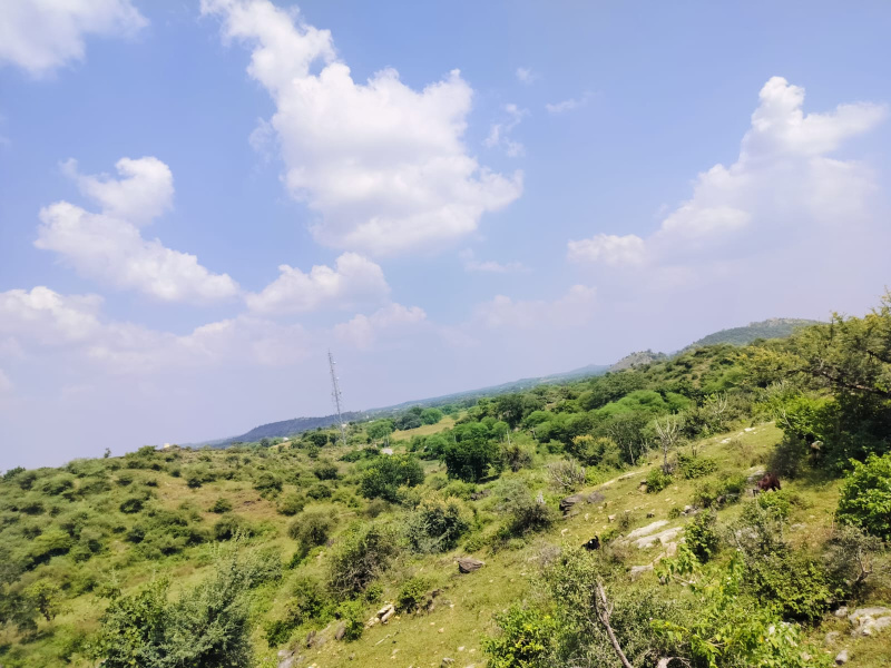  Agricultural Land 120 Bigha for Sale in Nathdwara, Rajsamand