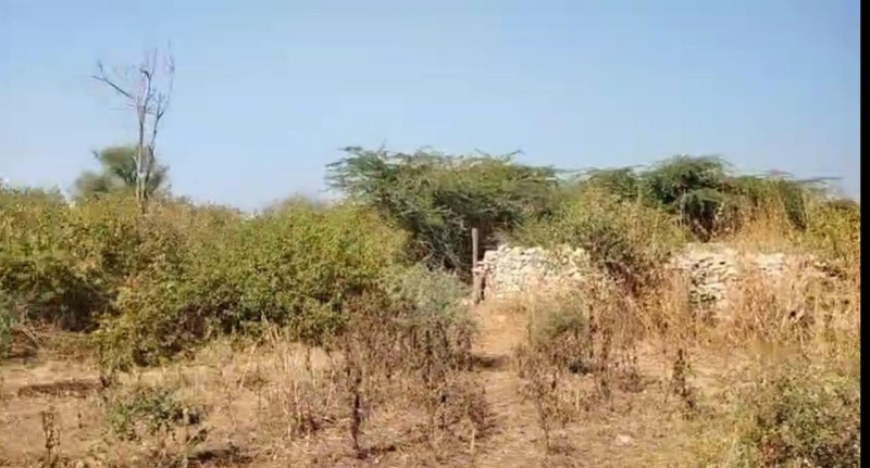  Agricultural Land 18 Bigha for Sale in Mavli, Udaipur