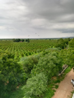  Agricultural Land for Sale in Sheoganj, Sirohi