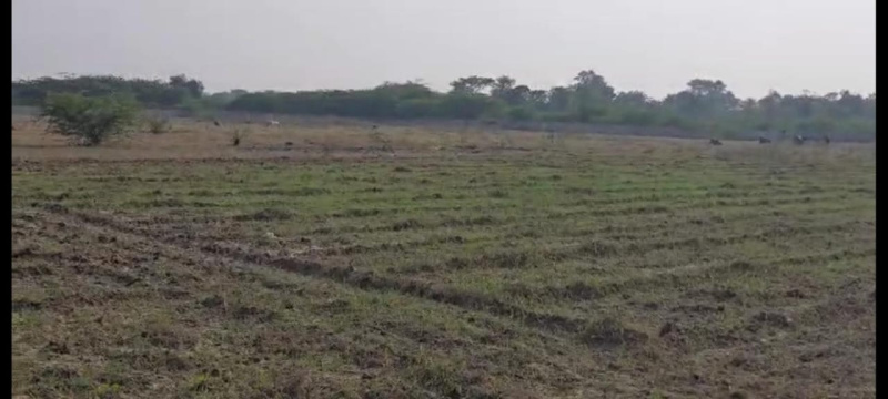  Agricultural Land 60 Bigha for Sale in Mavli, Udaipur