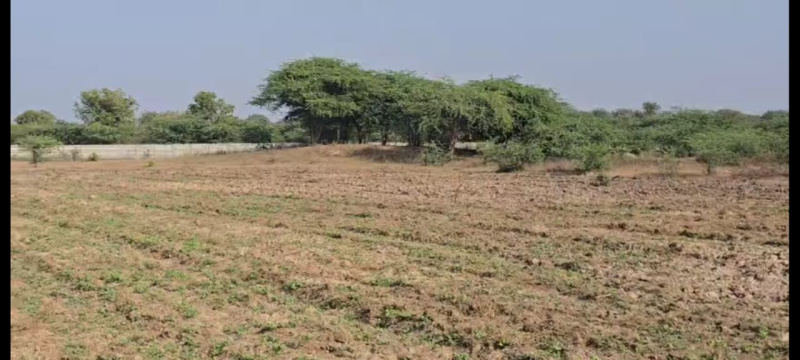  Agricultural Land 60 Bigha for Sale in Mavli, Udaipur