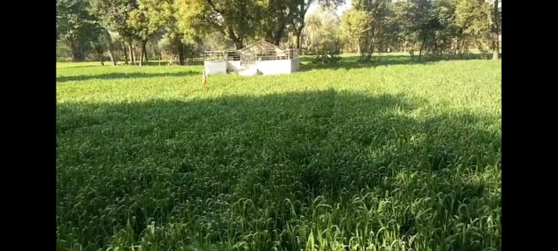  Agricultural Land 7 Bigha for Sale in Dabok, Udaipur