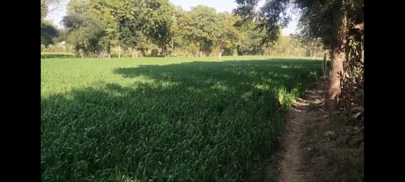  Agricultural Land 7 Bigha for Sale in Dabok, Udaipur