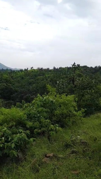  Agricultural Land 26 Bigha for Sale in Gogunda, Udaipur