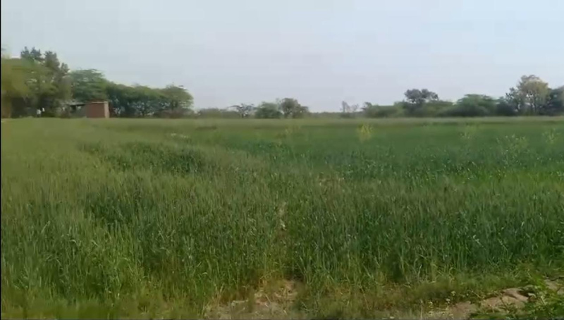  Agricultural Land 10 Bigha for Sale in Mavli, Udaipur