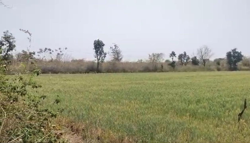  Agricultural Land 29 Bigha for Sale in Mavli, Udaipur