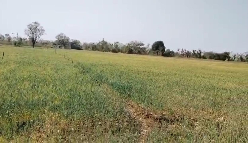  Agricultural Land 29 Bigha for Sale in Mavli, Udaipur