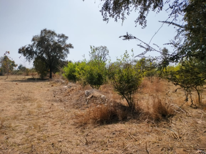  Agricultural Land 34 Bigha for Sale in Girwa, Udaipur