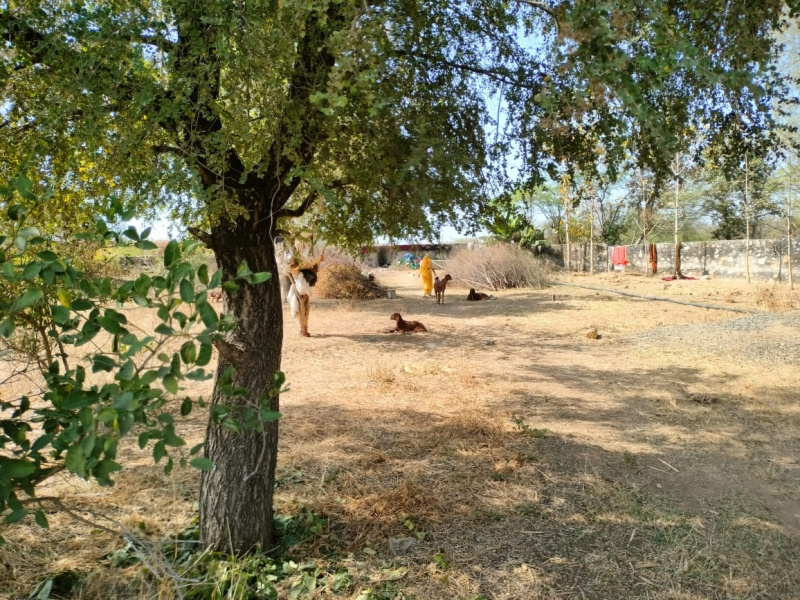  Agricultural Land 34 Bigha for Sale in Girwa, Udaipur