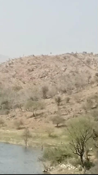  Agricultural Land 144 Bigha for Sale in Nathdwara, Rajsamand