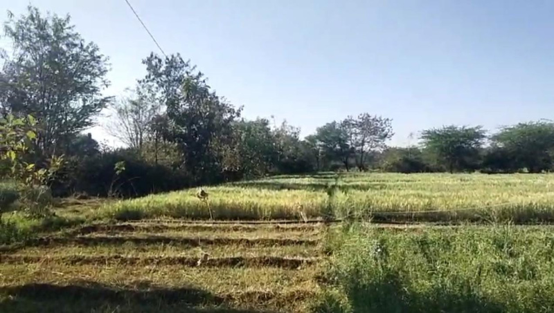  Agricultural Land 20 Bigha for Sale in Mavli, Udaipur