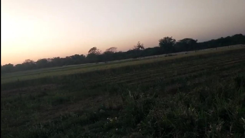  Agricultural Land 14 Bigha for Sale in Mavli, Udaipur