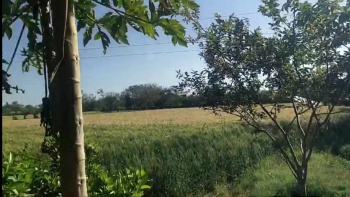  Agricultural Land for Sale in Mavli, Udaipur