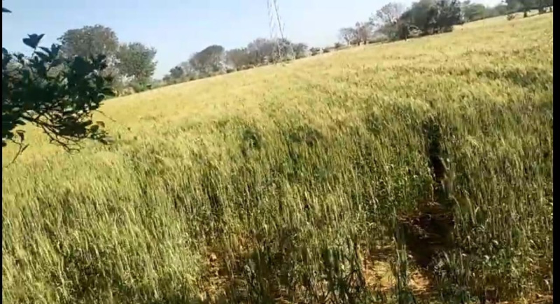  Agricultural Land 13 Bigha for Sale in Mavli, Udaipur