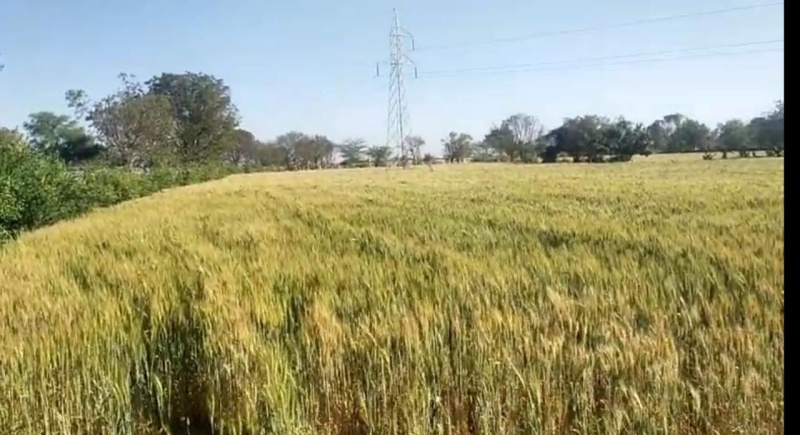  Agricultural Land 13 Bigha for Sale in Mavli, Udaipur