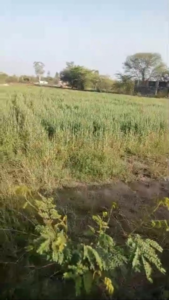  Agricultural Land 10 Bigha for Sale in Dabok, Udaipur