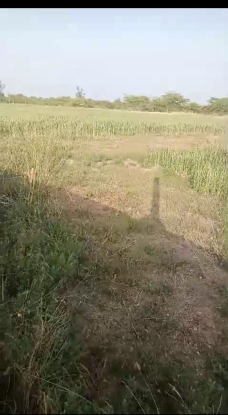  Agricultural Land 10 Bigha for Sale in Dabok, Udaipur