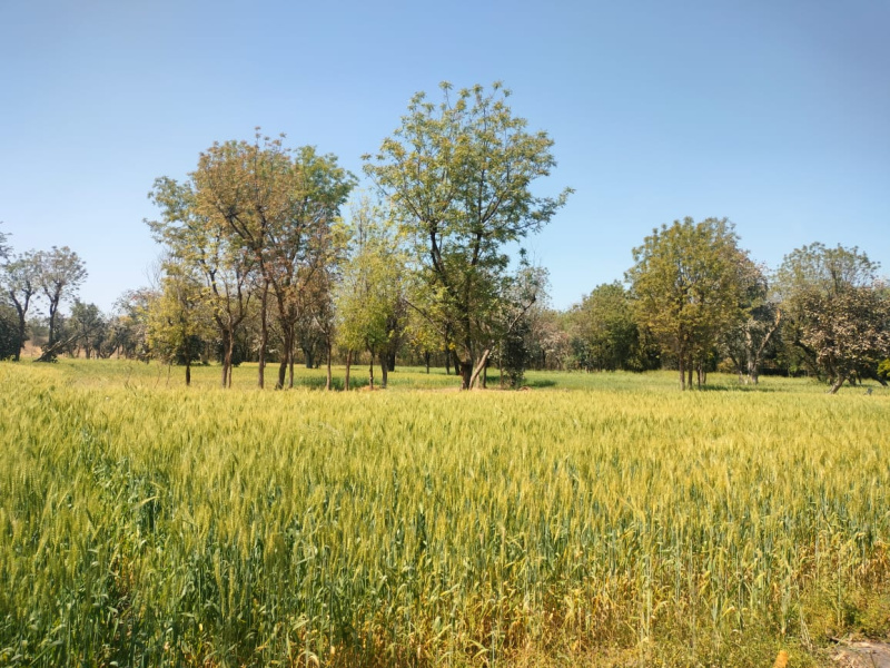  Agricultural Land 7 Bigha for Sale in Nathdwara, Rajsamand