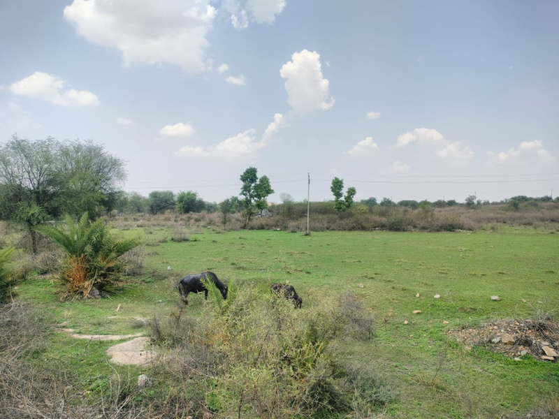  Agricultural Land 11 Bigha for Sale in Nathdwara, Rajsamand