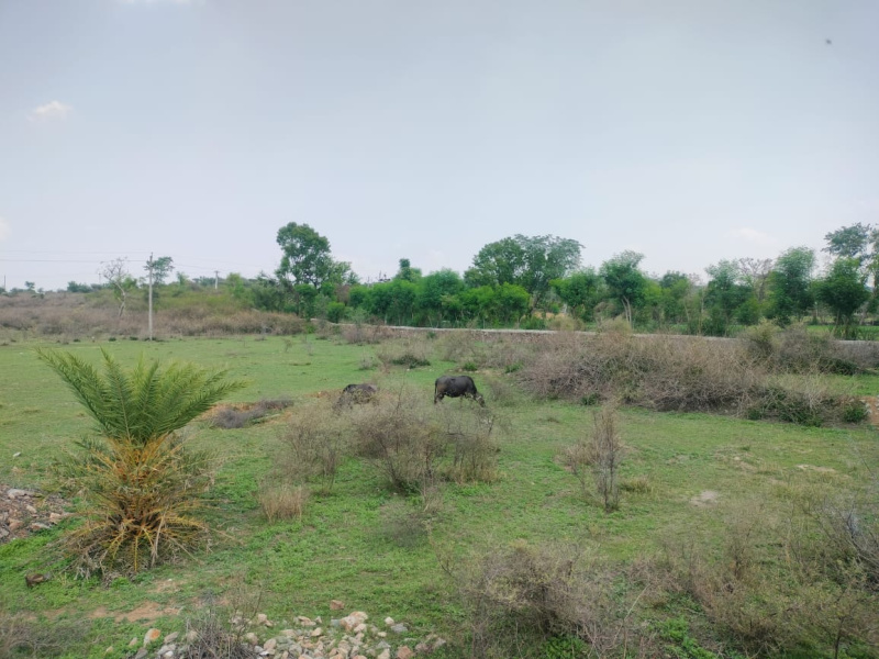  Agricultural Land 11 Bigha for Sale in Nathdwara, Rajsamand
