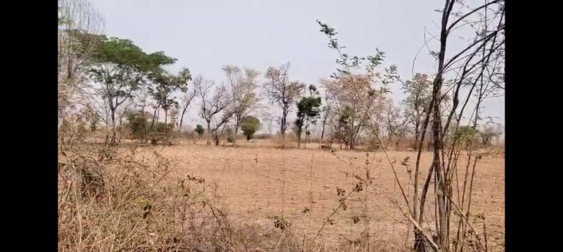  Agricultural Land 2 Bigha for Sale in Mavli, Udaipur