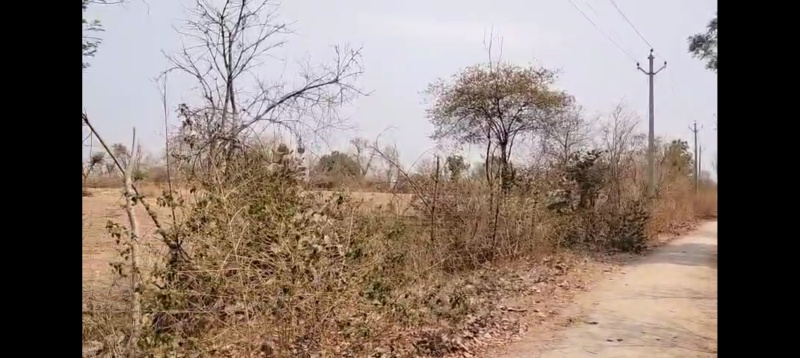  Agricultural Land 2 Bigha for Sale in Mavli, Udaipur