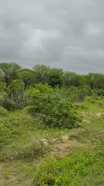  Agricultural Land 50 Bigha for Sale in Mavli, Udaipur