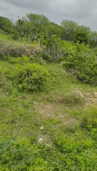  Agricultural Land 50 Bigha for Sale in Mavli, Udaipur