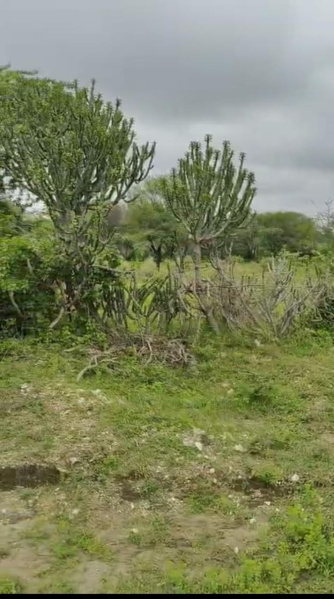  Agricultural Land 50 Bigha for Sale in Mavli, Udaipur