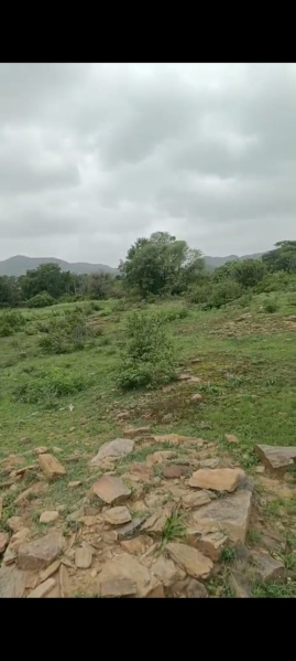  Agricultural Land 35 Bigha for Sale in Dedron ki Dhani, Udaipur Udaipur