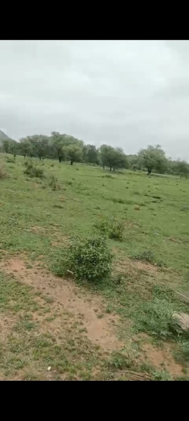  Agricultural Land 35 Bigha for Sale in Dedron ki Dhani, Udaipur Udaipur
