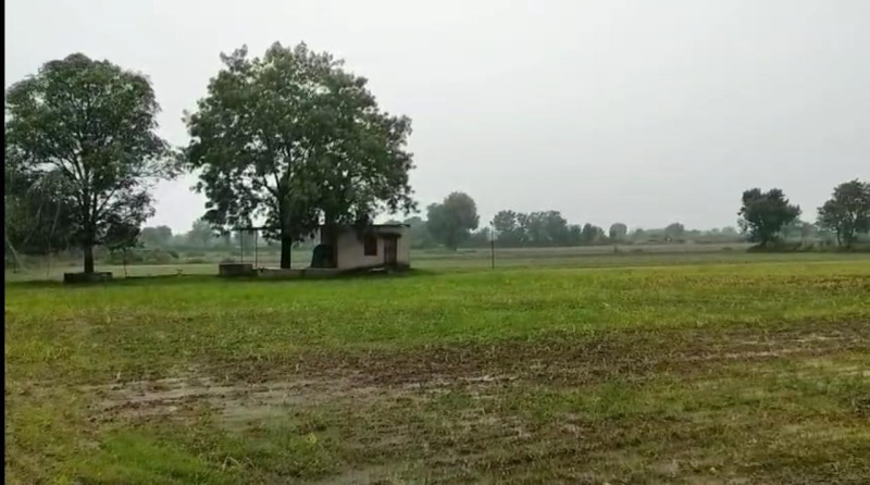 Agricultural Land 50 Bigha for Sale in Mavli, Udaipur