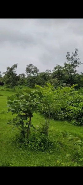  Agricultural Land 40 Bigha for Sale in Girwa, Udaipur