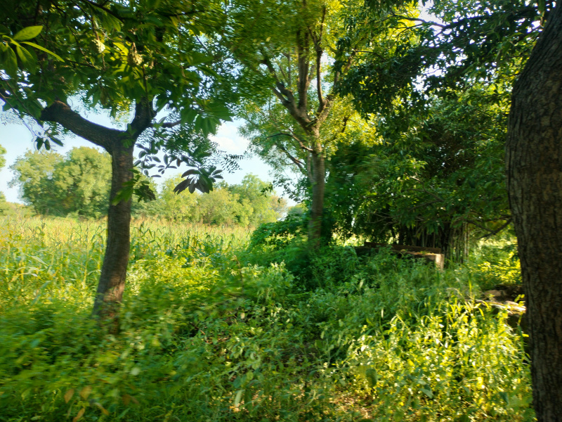  Agricultural Land 16 Bigha for Sale in Nathdwara, Rajsamand