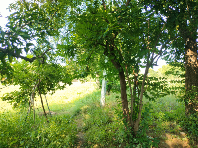  Agricultural Land 16 Bigha for Sale in Nathdwara, Rajsamand