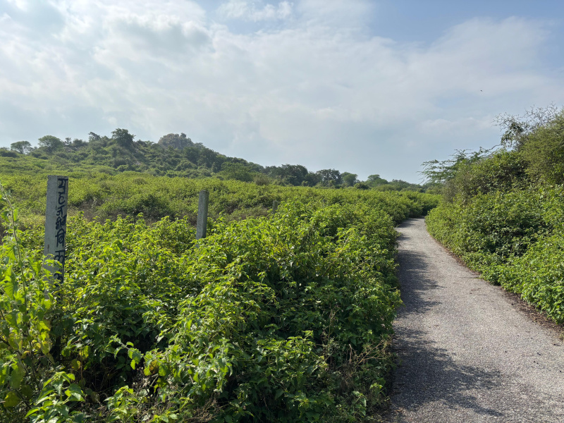  100 Bigha Agricultural/Farm Land for Sale in Nathdwara Road, Udaipur