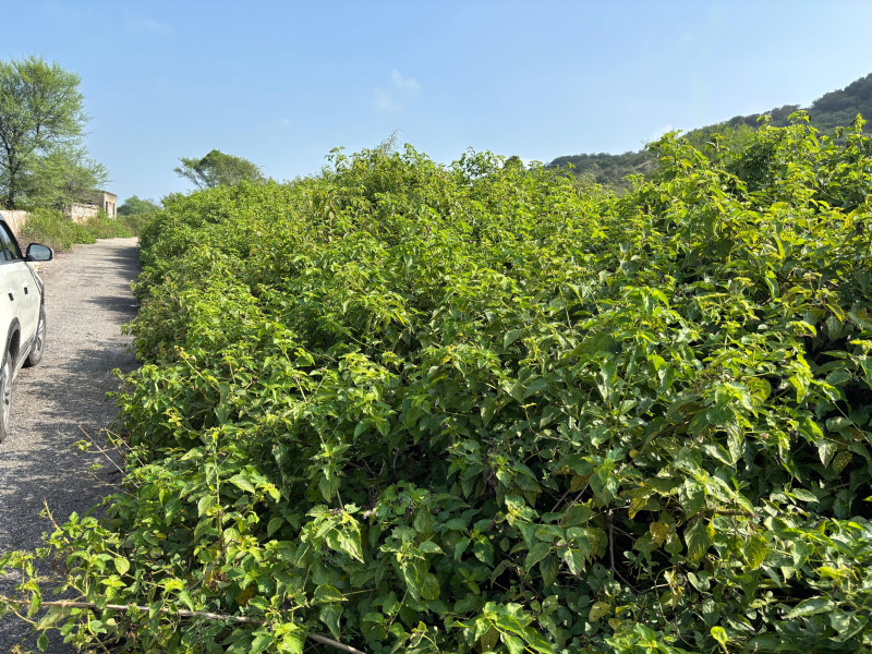  100 Bigha Agricultural/Farm Land for Sale in Nathdwara Road, Udaipur