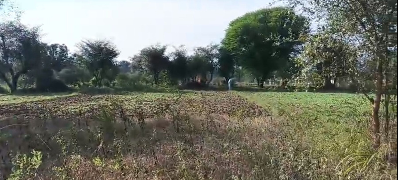  107 Bigha Agricultural/Farm Land for Sale in Gogunda, Udaipur