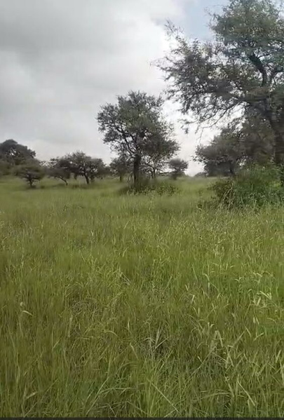  52 Bigha Agricultural/Farm Land for Sale in Gogunda, Udaipur