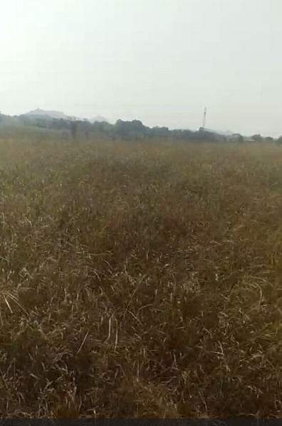  120 Bigha Agricultural/Farm Land for Sale in Gogunda, Udaipur