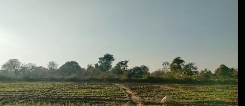  36 Bigha Agricultural/Farm Land for Sale in Mavli, Udaipur
