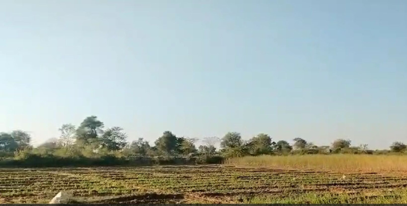  36 Bigha Agricultural/Farm Land for Sale in Mavli, Udaipur