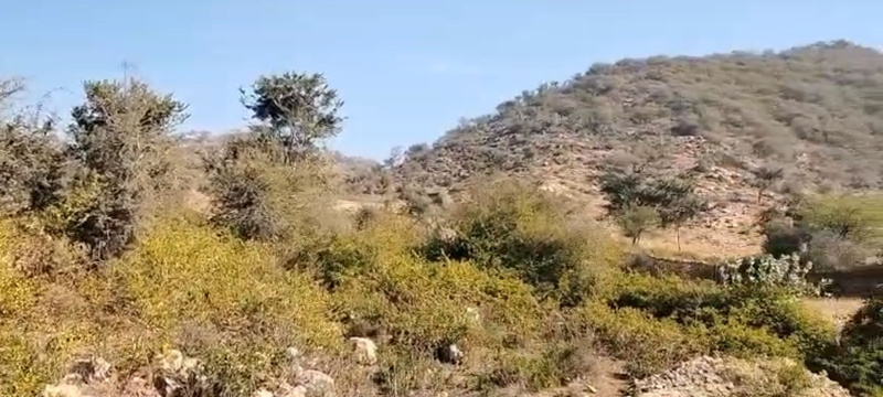  800 Bigha Agricultural/Farm Land for Sale in Nathdwara, Rajsamand