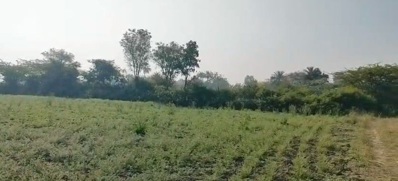 50 Bigha Agricultural/Farm Land for Sale in Fatehnagar, Udaipur